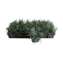 Osmanlı Çimi -ophiopogon Japonicus - 45 Adet
