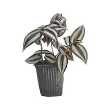 Orta Boy Telgraf Çiçeği Fidanı 10-20 Cm