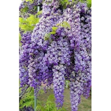 Bahçevilya 2 Yaşında Tüplü Mor Salkım Wisteria Sinensis Fidanı