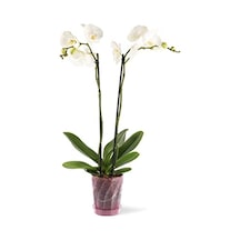 Orkide Saksı 1,3 Litre Kristal Şeffaf Pembe Orkide Saksı 16 Cm