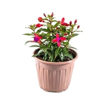 Fuchsia Cultivars Küpeli Çiçeği Fidanı 10-20 Cm