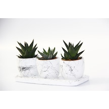 Trio Beyaz Sukulent Seti - Haworthia Pumila. Limifolia