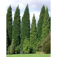 1 Adet Leylandi Çam Ağacı Fidanı 30-60cm Saksılı\tüplü Leyland Cypress Sapling