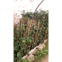 Hedera Yeşil Orman Sarmaşığı Fidanı 150-250 Cm 5 Adet