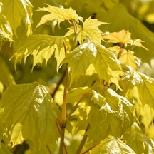 Akçaağaç Fidanı - Acer Platanoides 5 Adet