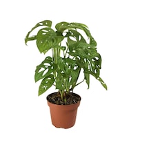 Monstera Adansonii (Deve Tabanı) Ø12 CM Y30-35 CM