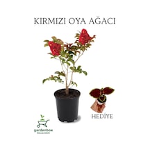 Kırmızı Oya Ağacı 1 Adet Dış Mekan Saksılı 30-60cm+yaprak Güzeli