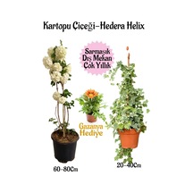 Kartopu Çiçeği 1 Adet +hedera Helix 1 Adet+kırmızı Gazanya Hediye Saksılı Bahçe Seti