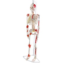 Esnek İnsan İskeleti Modeli, Kasları Ve Ligamentleri Gösteren, Askılı Stand - 85 Cm - İskelet Maketi 01