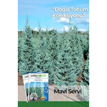 20 Adet Mavi Servi Ağaç Tohumu