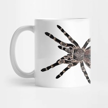 Acanthoscurria Geniculata Tarantula Kupa Bardak Çok Renkli