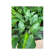 Starliçe Cennet Kuşu Strelitzia Nicolai 10-20 Cm