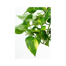 Saksılı Biberiye Fidanı 15-25 Cm