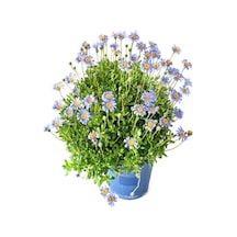 Mavi Çalı Papatyası 1 Adet Saksılı/ Tüplü 20-45 Cm Felicia Blue Daisy Bush