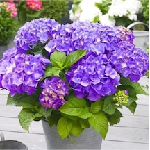 Aşılı Tüplü Mor Ortanca Çiçeği Fidanı 10-20 Cm