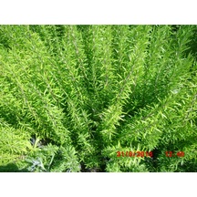 Biberiye Rosmarinus - Kokulu Aromatik Bitki 5 Adet