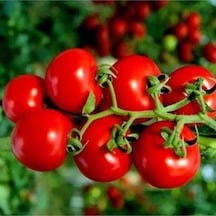 20 Adet Çeri Pinpon Domates Tohumu