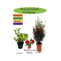 Kırmızı Fırça Çalısı+kokulu Ful Yasemin+mini Gül Hediyeli Peyzaj Seti