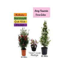 Kokulu Arap Yasemini+kırmızı Fırça Çalısı+telgraf Çiçeği 3'lü Bahçe Seti