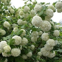 Kartopu Virbunyum Fidanı
