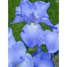 2 Adet Iris Germenica Gök Mavi Renk Çiçek Soğanı