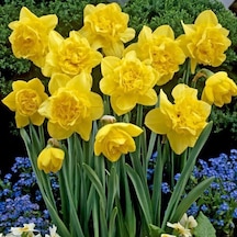 İri Kafa Quail Nergis Soğanı 3 Adet