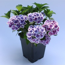 Videolu Ithal Mavi Tivoli Ortanca Çiçeği Fidanı 25-45 Cm Saksılı Çiçekli Bodur Blue Hydreangea