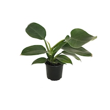 Philodendron 'ımperial Green' Ø12 Cm H25-30 Cm