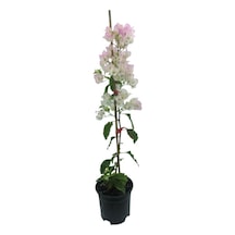 Begonvil Sarmaşığı - Beyaz 50-80cm Bougainvillea