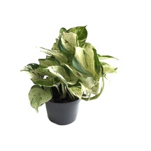Epipremnum 'Marble Queen' (Salon Sarmaşığı) Ø12 CM Y015-20 CM