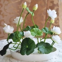 5 Adet Tohum Nadir Beyaz Kutsal Kase Lotus Çiçeği Tohumu Kalite
