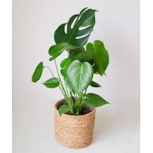 Deve Tabanı Çiçeği 35- 40 Cm Monstera Ev Ofis Salon Bitkisi Airfresh