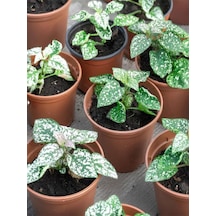Pink Hypoestes Çiçeği Pembe Hostes 1 Adet Saksılı 10-15cm