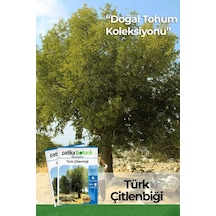 10 Adet Türk Çitlenbiği Ağaç Tohumu