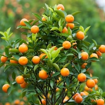Tüplü Nova Mandalina Fidanı