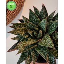 Gasteria Flow Suklent 1 Adet