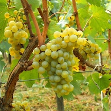 Tüplü Şaraplık Chardonnay Beyaz Üzüm Asma-Bağ Fidanı