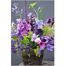 Sweet Pea Tohumu+Saksı+Toprak