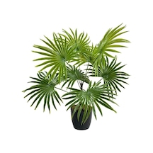 Nettenevime Yapay Çiçek Yelpaze Palmiye 8 Dal 50 40cm Salon Çiçeği Plastik Siyah Saksılı Yapay Bitki Diğer