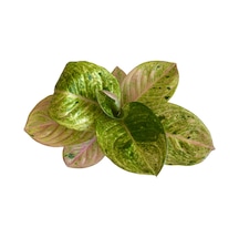 Aglaonema 'Apple Fantasy' (Çin Herdemyeşili) Ø12 CM Y25-30 CM