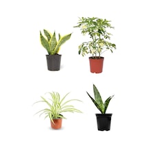 Videolu 4'lü Paşa Kılıcı/sarılı Paşa Kılıcı/kurdela Çiçeği 25-40cm Tek Dal Alacalı Şeflera30-60 Cm