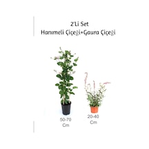 Hanımeli+ Gaura Çiçeği 2'li Set Dış Mekan Bitkisi
