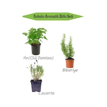 Aromatik Kokulu Mutfak Seti, Itır Çiçeği + Biberiye Fidanı + Lavanta Fidesi, 3 Adet Genel