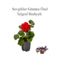 Kadınlar Gününe Özel Kokulu Kırmızı Renk Sardunya Çiçeği Telgraf Hediyeli