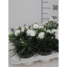 Formlu Beyaz Renk Karanfil Çiçeği 1 Adet 15-25cm White Dianthus
