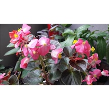 Yağlı Begonya Çiçeği Begonia Thurstonii 10-20 Cm