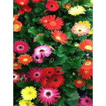 Renkli Yaz Papatyası 20-45 Cm 2 Adet Saksılı/tüplü Dış Mekan Sarmaşık Summer Marigold