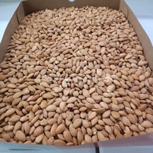 Toptan Kayısı Çekirdeği 25 Kg 25 KG