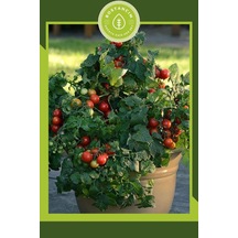 Gardenbox Bodur Cherry Domates Tohumu, 30 Adet 0