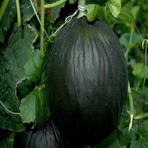 Karabey Siyah Kışlık Kavun Tohumu 10 Gram 1 Paket
